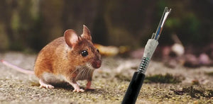 Fibre optique et faune locale : quand les animaux deviennent un facteur de risque réseau